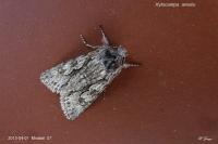 Xylocampa areola
