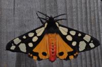 Arctia villica