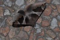 Dysgonia algira