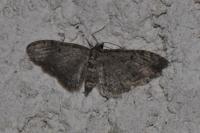 Eupithecia virgaureata