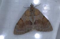 Pennithera firmata firmata