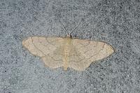 Idaea aversata