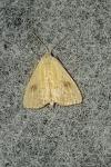 Rivula sericealis