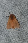 Phragmatobia fuliginosa