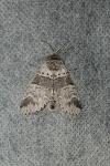 Furcula bifida