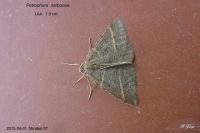 Perigune narbonea