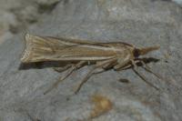 Ancylolomia tentaculella