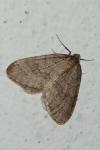 Operophtera brumata
