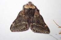 Poecilocampa populi populi