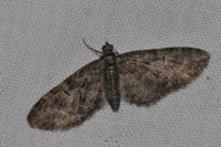Eupithecia abbreviata