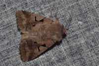 Orthosia gothica