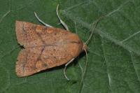 Jodia croceago
