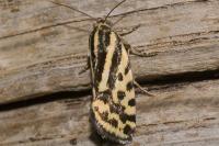 Emmelia trabealis