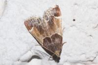 Pyralis farinalis