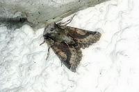 Allophyes oxyacanthae