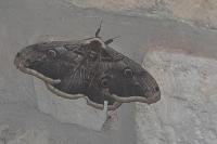 Saturnia pyri
