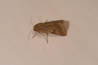 Helicoverpa armigera