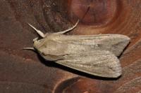 Mythimna unipuncta
