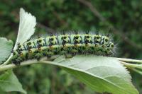 Saturnia pavonia