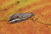 Chesias legatella