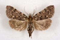 Aglossa pinguinalis