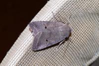 Leptologia lota