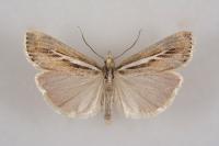Catoptria digitellus