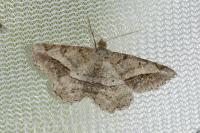 Chiasmia aestimaria