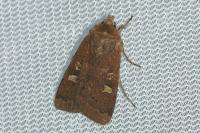 Xestia xanthographa