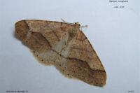Phigaliohybernia marginaria