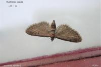 Eupithecia vulgata