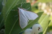 Palpita vitrealis