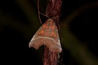 Scoliopteryx libatrix