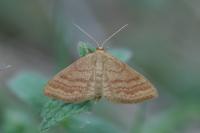 Idaea ochrata