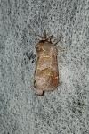 Clostera pigra