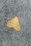 Ostrinia nubilalis