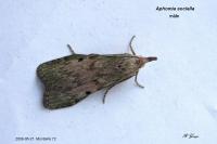 Aphomia sociella