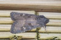 Aporophyla nigra