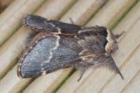 Poecilocampa populi populi