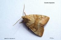 Cosmia trapezina