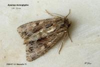 Apamea monoglypha monoglypha