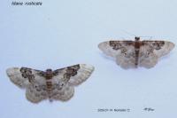 Idaea rusticata