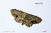 Idaea dimidiata