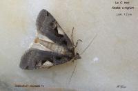 Xestia c-nigrum