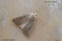 Hoplodrina ambigua