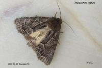Thalpophila matura