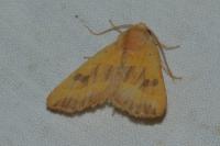Atethmia centrago