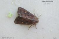 Lacanobia oleracea