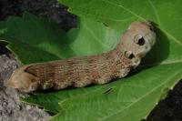 Deilephila elpenor