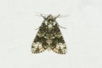 Craniophora ligustri